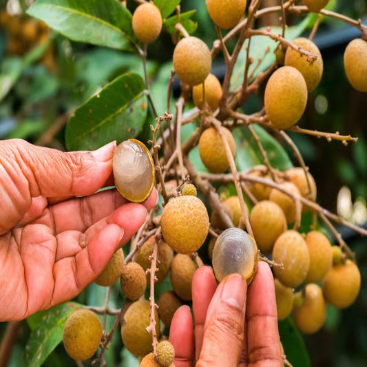 Khaki Dragon Eye Longan Grafted Fruit Plant (1-2 Feet Height)