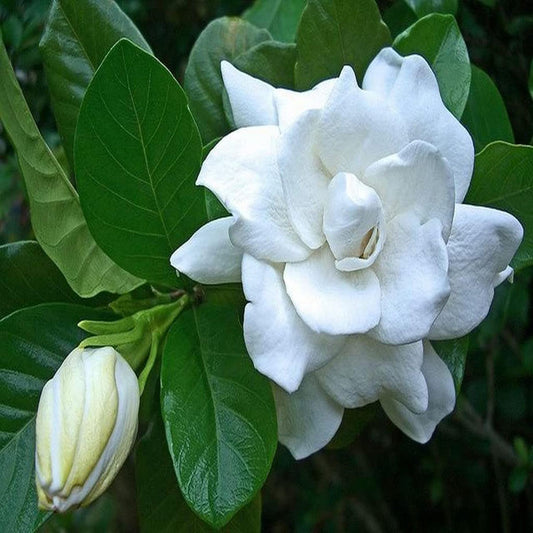 Gardenia Gandharaj Cape Jasmine Highly Fragrant Shrubs Flower Plant (1-2 Feet Height)