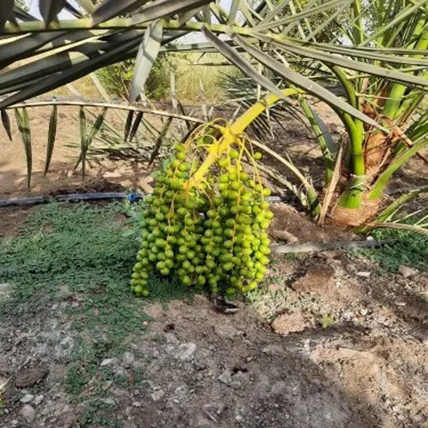 Deglet Noor Dates Palm Arabian Khurma Khajoor Dwarf Fruit Plant (1.5-3 Feet Height)