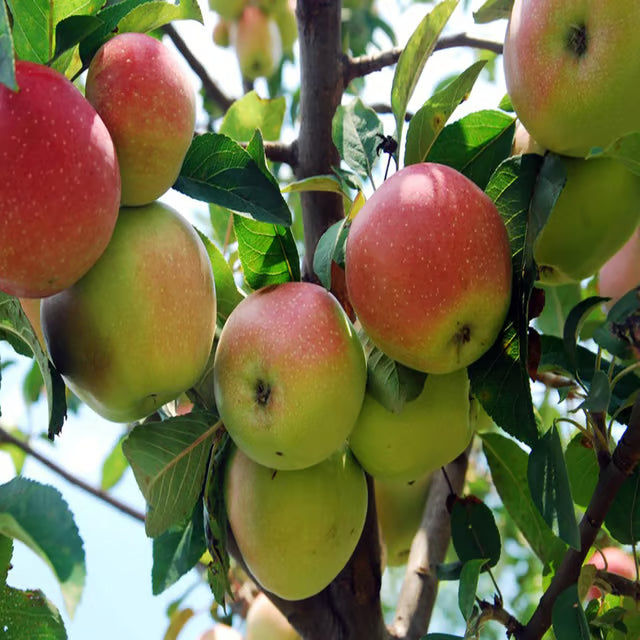 Tropic Sweet Low Chill Tropical Apple Seb Grafted Fruit Plant (1.5-3 Feet Height)