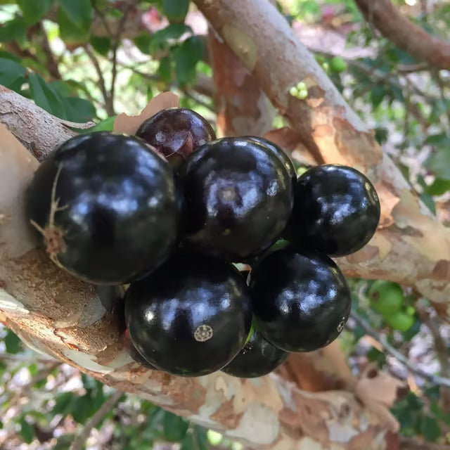 Sabara Jabuticaba Fruit Plant (1.5-3 Feet Height)