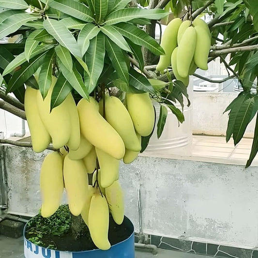 Banana Mango Aam Grafted Fruit Plant (1.5-3 Feet Height)