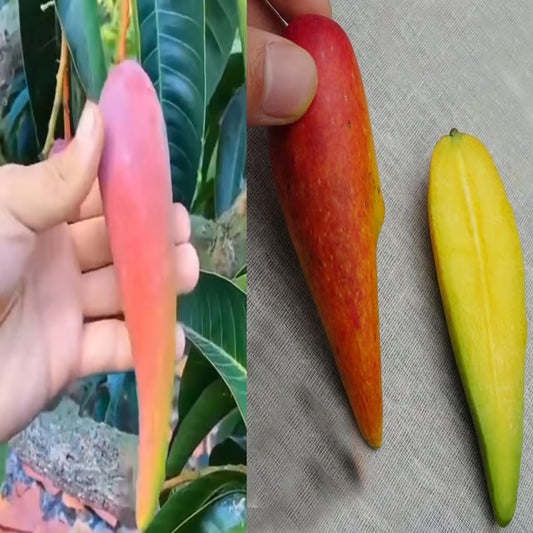 Chili Lajiao Mango Aam Grafted Fruit Plant