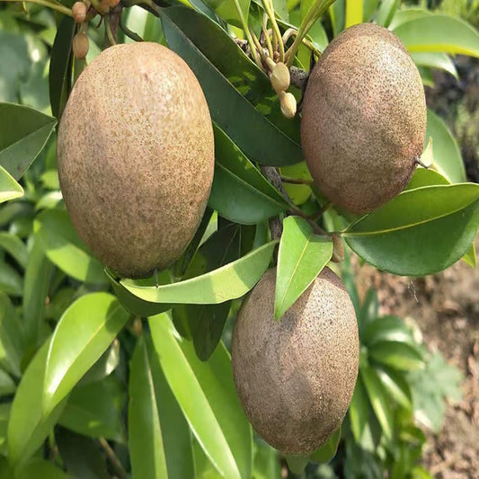 Jambo Chikoo Sapota Grafted Fruit Plant