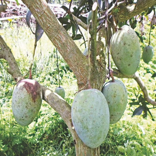 Gourmoti Mango Aam Grafted Fruit Plant (1.5-3 Feet Height)