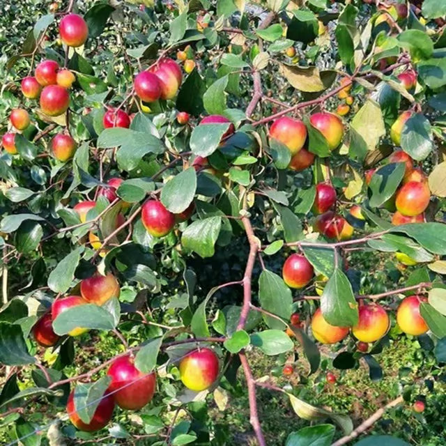 Miss India Apple Ber Jujube Kul Grafted Fruit Plant