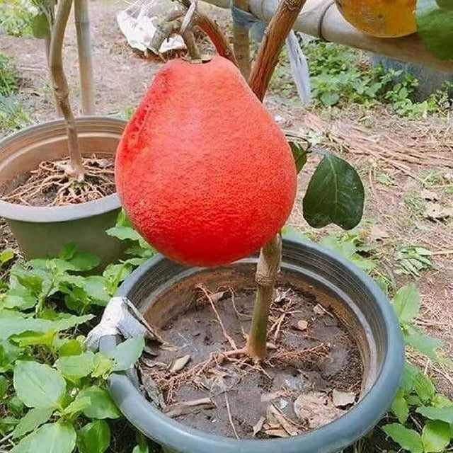 Red Pomelo Grapefruit Jambura Gaint Chakotra Batabi Lebu kambili Naranga Grafted Fruit Plant