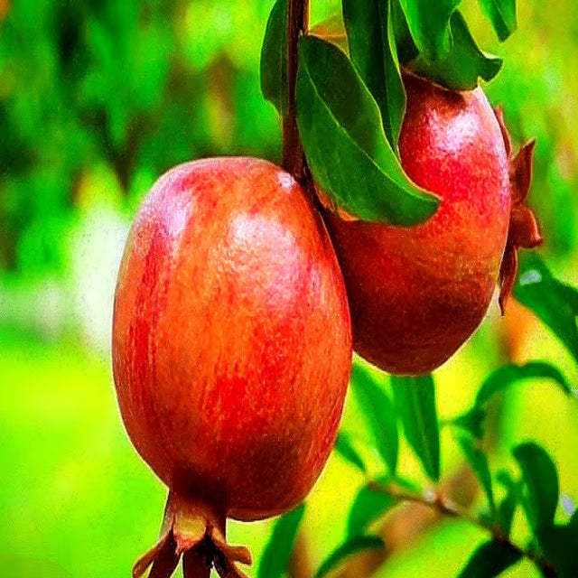 Super Bhagwa Pomegranate Anar Layering/Grafted Fruit Plant
