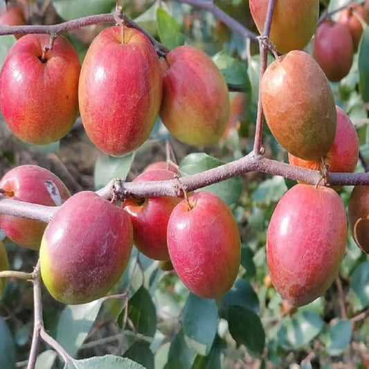 Red Sundari Apple Ber Jujube Kul Grafted Fruit Plant