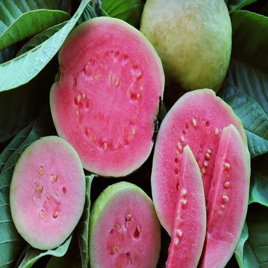 Pink Lalit Lalitha Guava Amrood Layering/Grafted Fruit Plant (1.5-3 Feet Height)