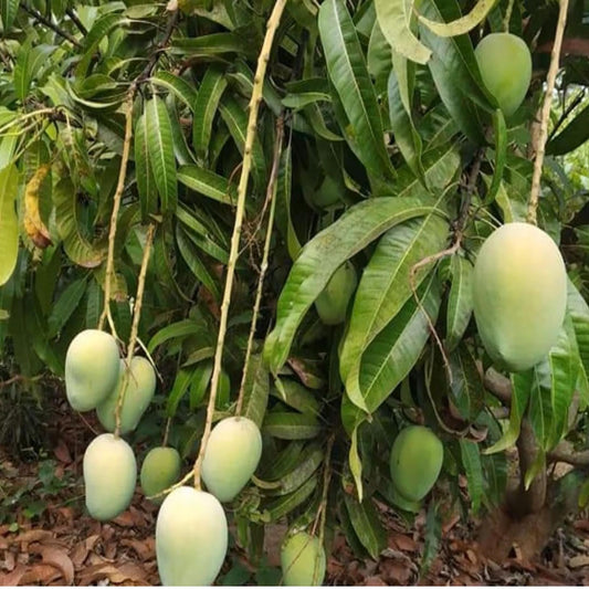 Jardalu Mango Aam Grafted Fruit Plant (1.5-3 Feet Height)