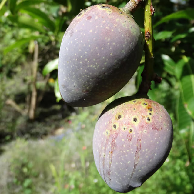 Black Stone Mango Aam Grafted Fruit Plant (1.5-3 Feet Height)