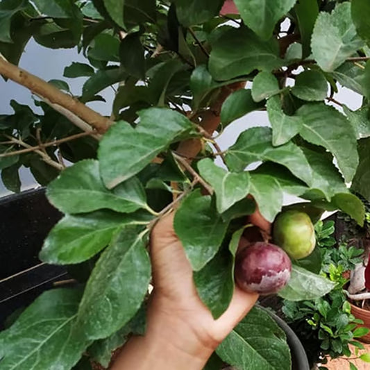 Manila Tennis Ball Cherry Cherries Grafted Plant