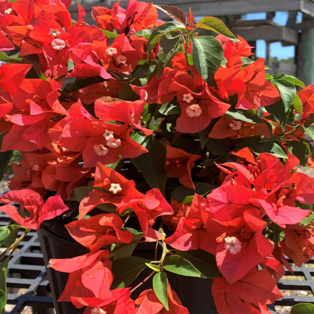 Red Colour Bougainvillea Kagoj Ful Shrubs Flower Plant (1-2 Feet Height)