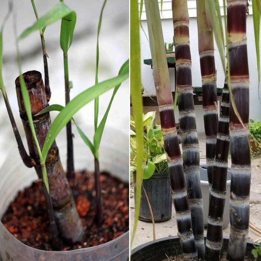 Soft Filipino Black Sugarcane Ganna Plant