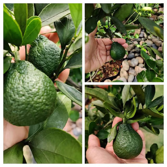 Dekopon Orange Santra Grafted Fruit Plant (1.5-2 Feet Height)