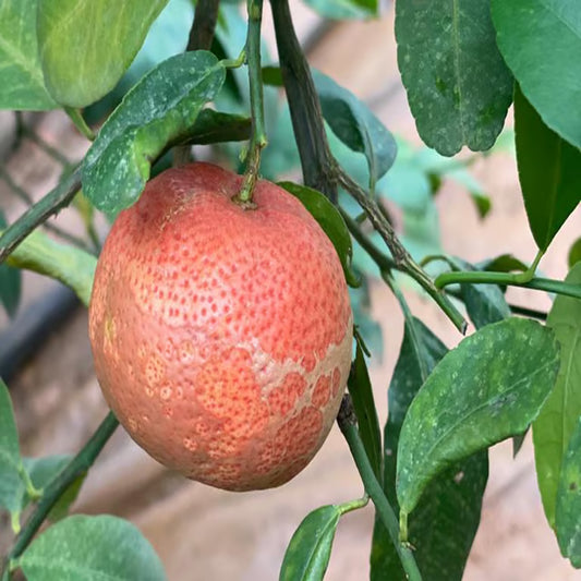 Red Malta Mosambi Grafted Fruit Plant (1.5-2 Feet Height)