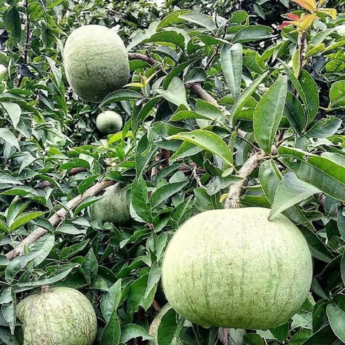 Thai Bel Bael Bilva Grafted Fruit Plant (1.5-2 Feet Height)