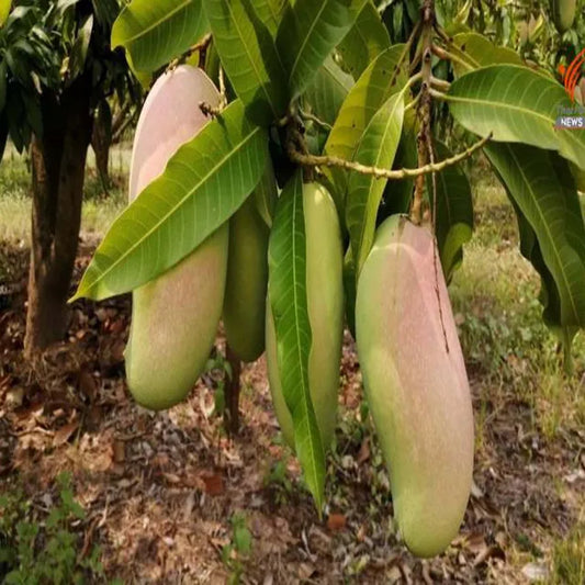 3 Taste Three Taste Mango Aam Grafted Fruit Plant (1.5-3 Feet Height)