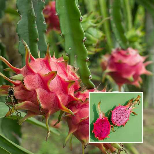 Combo White,Pink & Yellow Colombiana Dragon Fruit Cutting/Grafted Fruit Plant(Pack of 3)