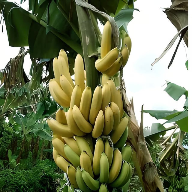 Singapuri Banana Tissue Caltured Fruit Fruit Plant (1.5-2 Feet Height)