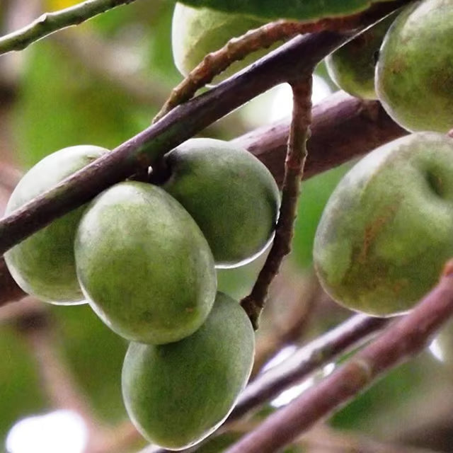 Sour Indian Olive Jalpai, Indian Olive All Time Layering/Grafted Fruit Plant