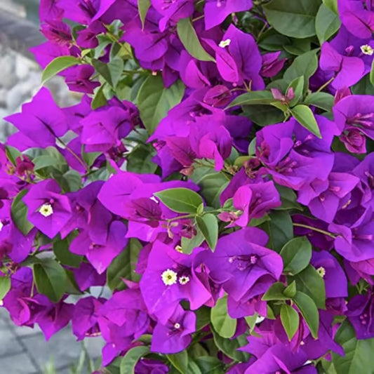 Purple Colour Bougainvillea Kagoj Ful Shrubs Flower Plant (1-2 Feet Height)