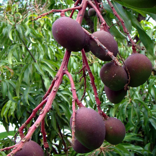 Tommy Atkins All Time Mango Aam Grafted Fruit Plant (1.5-3 Feet Height)