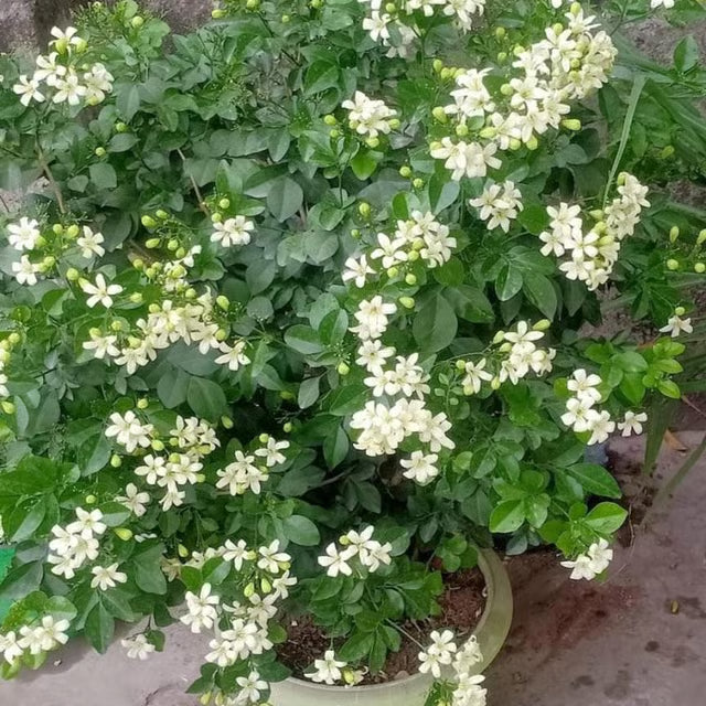 Madhu Kamini Satin Wood Kunti Fragrant Shrubs Flower Plant (1-2 Feet Height)