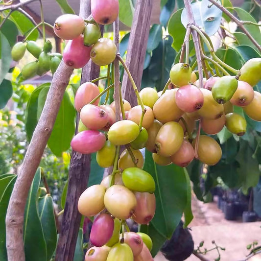 White Jamun Jambolan Jam Grafted Fruit Plant (1.5-3 Feet Height)