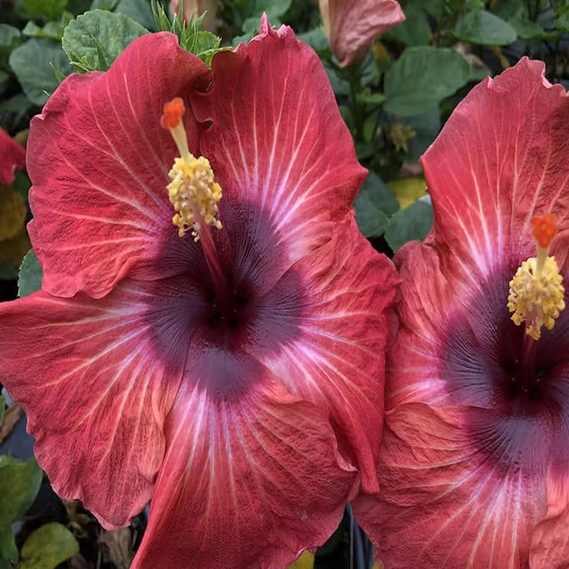 Red Colour Hybrid Hibiscus Joba Gudhal Flower Plant (1-2 Feet Height)