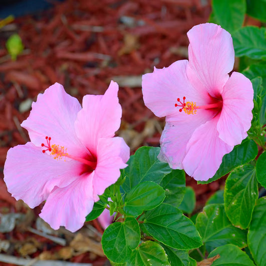 Pink Colour Hibiscus Joba Gudhal Flower Plant (1-2 Feet Height)