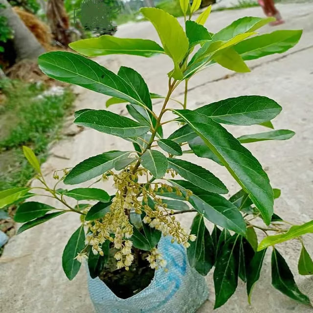 Sweet All Time OJalpai All Time Layering/Grafted Fruit Plant (1.5-3 Feet Height)