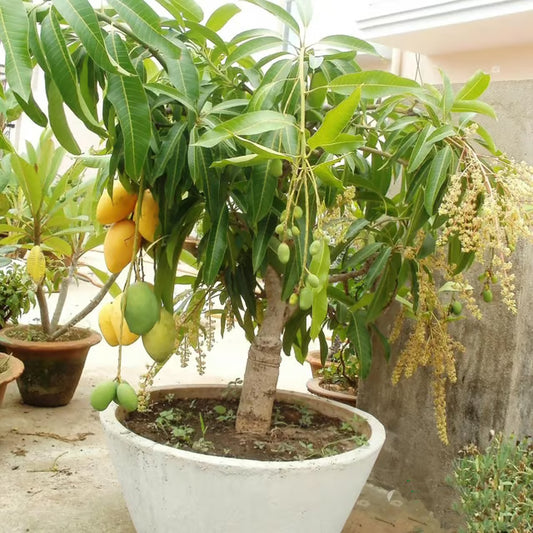 Vastra All time Mango Aam Grafted Fruit Plant (1.5-3 Feet Height)
