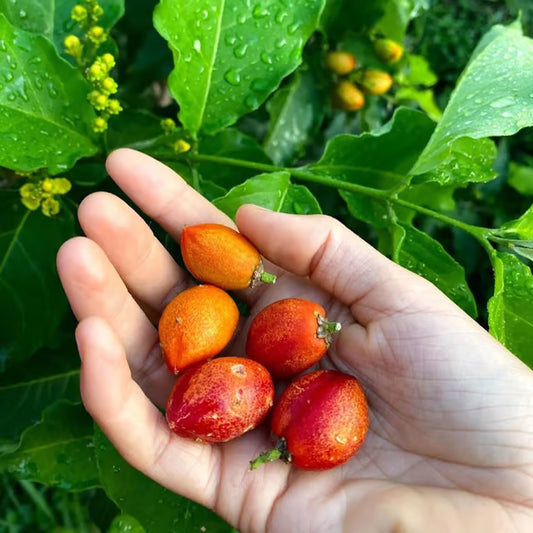 Peanut Butter Fruit Plant