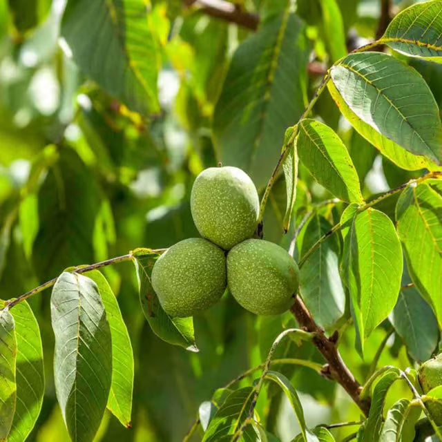 Walnuts Akhrot Hybrid Fruit Plant