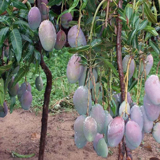 Pusa Arunika Mango Aam Grafted Fruit Plant (1.5-3 Feet Height)
