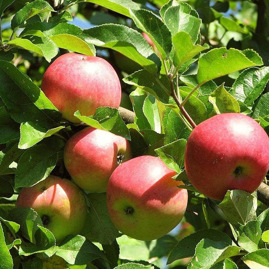 Early Fuji Low Chill Tropical Apple Seb Grafted Fruit Plant (1.5-3 Feet Height)