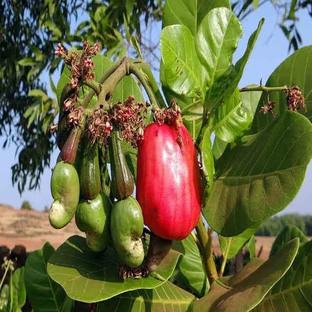 VRI 3 Kaju Cashew Nut Anacardium Fruit Plant (1.5-3 Feet Height)