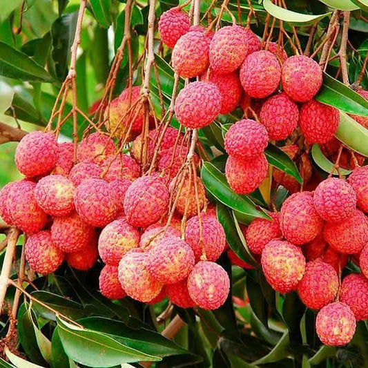 Bombai Litchi Lychee Layering/Grafted Fruit Plant (1.5-2 Feet Height)