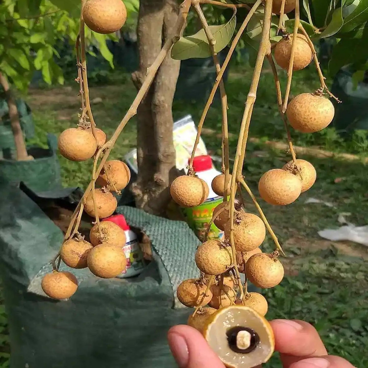 Kohala Hawaii Dragon Eye Longan Grafted Fruit Plant