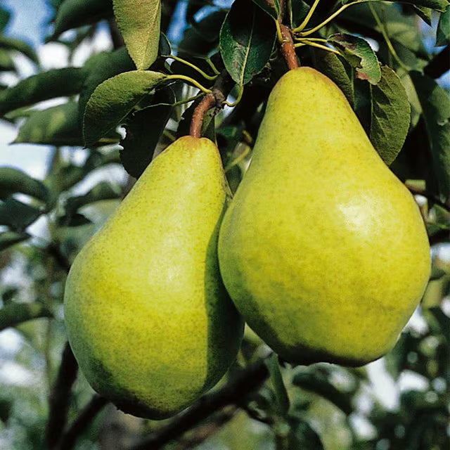 Babugosha Pear Pyrus Communis Nashpati Layering/Grafted Fruit Plant