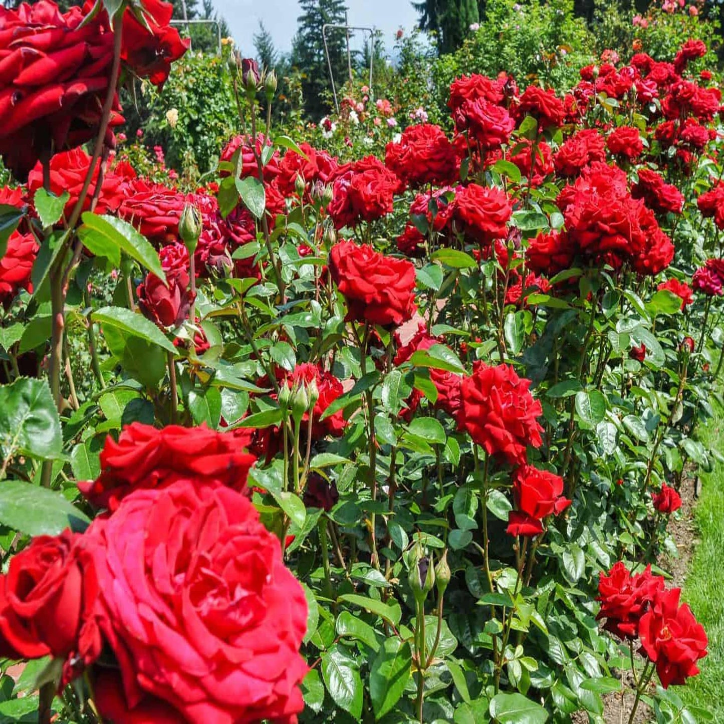 Red King Of Rose Fragrant Flower Plant (1-2 Feet Height)