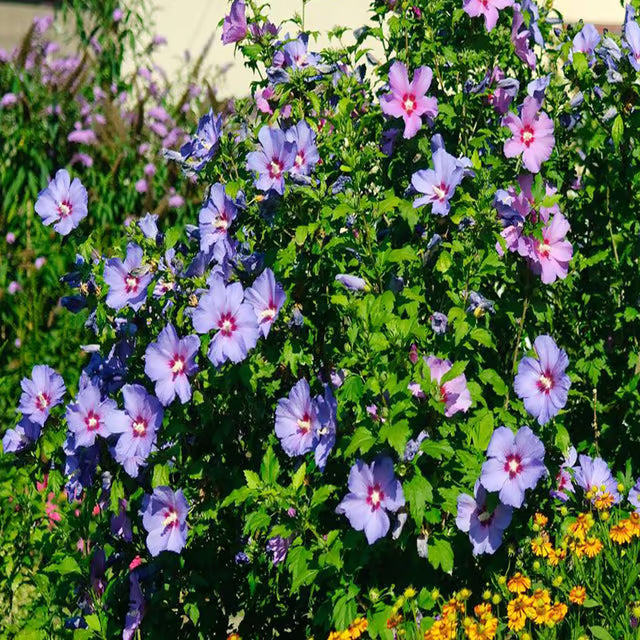 Purple Colour Hibiscus Joba Gudhal Flower Plant (1-2 Feet Height)