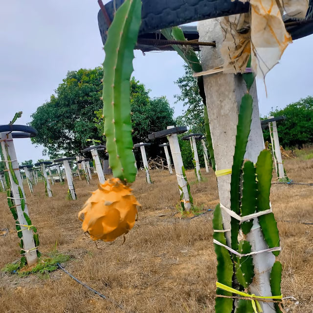 Hawaiian Orange Dragon Fruit Cutting/Grafted Fruit Plant (1-2 Feet Height)