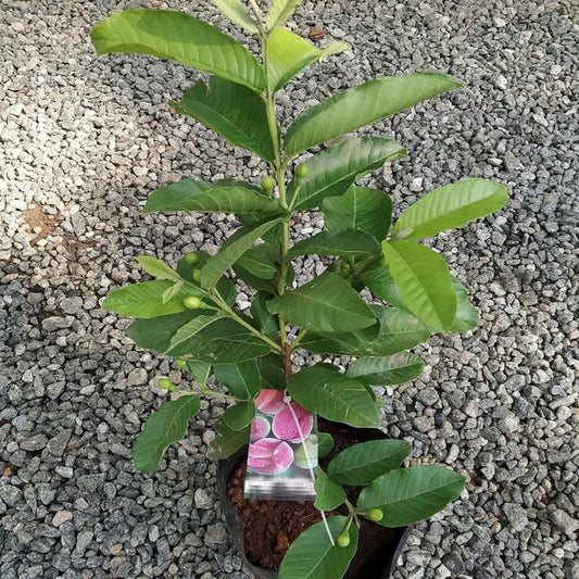 Madhuri Guava Amrood Layering/Grafted Fruit Plant (1.5-3 Feet Height)