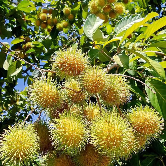 E35 Rambutan Grafted Fruit Plant