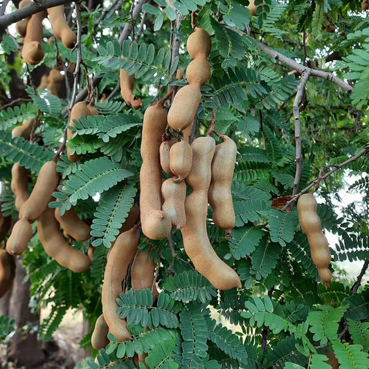 Sour Vantoor Tamarind Imli Grafted Fruit Plant (1.5-3 Feet Height)