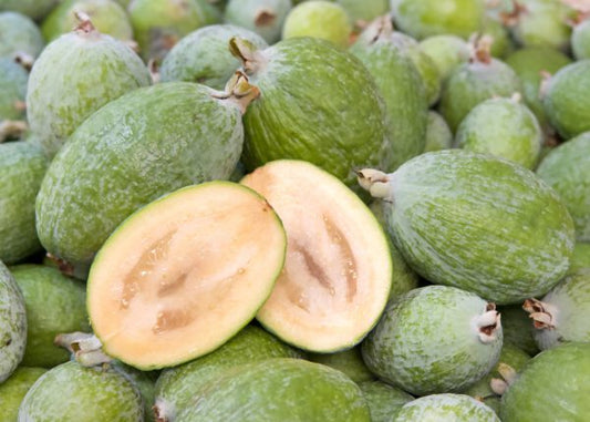 Acca sellowiana Guava Air Layered Healthy Fruit Plant