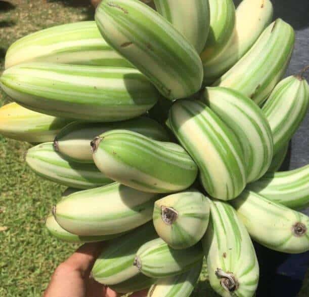 Ae Ae Banana (Variegated Banana) Healthy Sweet Tissue Cultured Fruit Plant